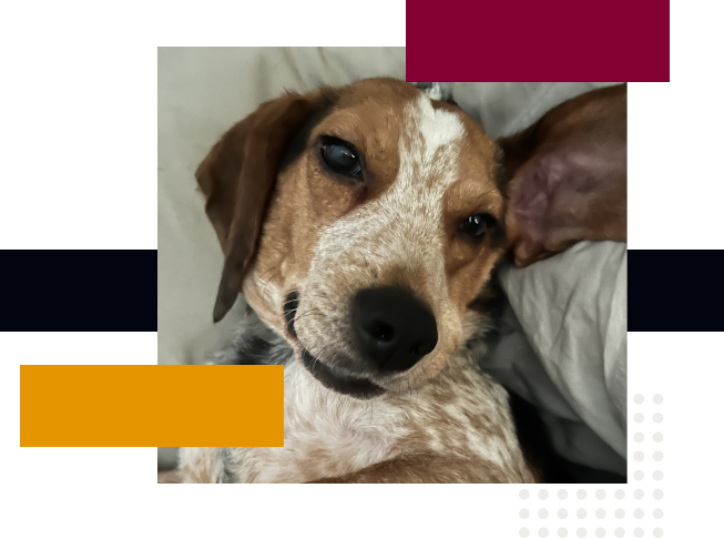 Fayette County Animal Rescue